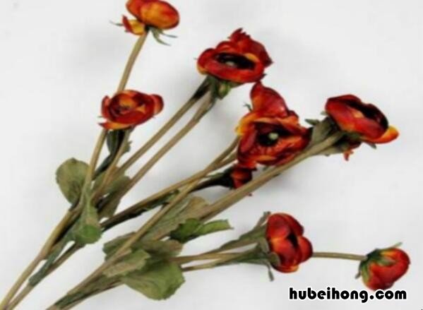 玫瑰花怎么保存成干花 玫瑰鲜花怎么保存玫瑰干花