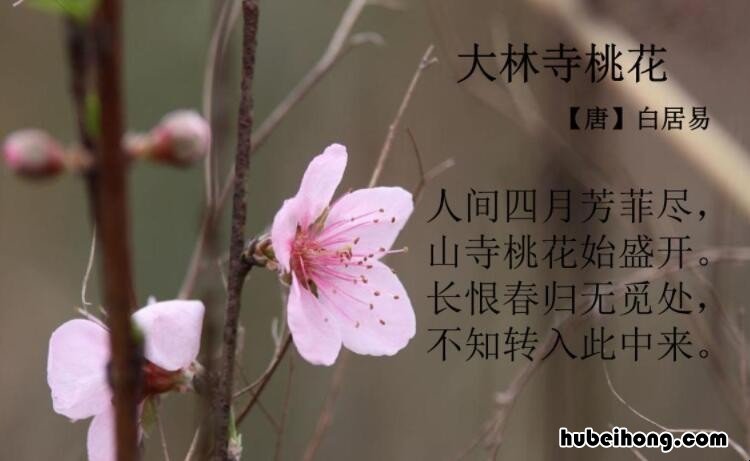 长恨春归无觅处是什么意思 长恨春归无觅处的下句