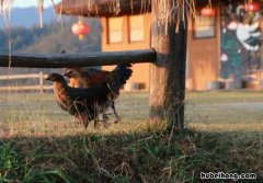 阡陌交通鸡犬相闻的意思是什么 阡陌交通交通的今义