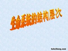 生命系统的定义是什么 生命系统的概念和层次