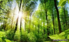 生态级负离子怎么产生的 生态负离子生成芯片多少钱