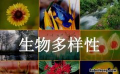 生物多样性的意义有哪些 生物多样性的意义有哪些