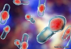 生物的基本特征是什么 生物的基本特征是指