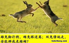 雄兔脚扑朔雌兔眼迷离的意思是什么 雄兔脚扑朔,雌兔眼迷离修辞