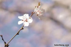 疏影是什么意思 浅墨素雅什么意思