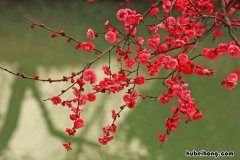 疏影横斜水清浅全诗是什么 疏影横斜水清浅的上一句是什么