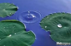 露似真珠月似弓描写的季节是什么样 露似真珠月似弓所展现的画面