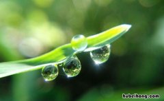 露珠是怎么形成的 植物上的露珠是怎么形成的