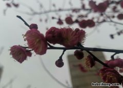 白玉堂前一树梅下一句是什么 白玉堂前一树梅的梅花