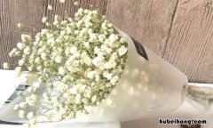 白色满天星的花语是什么 白色满天星的意义