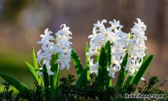 白色风信子的花语是什么 白色风信子寓意
