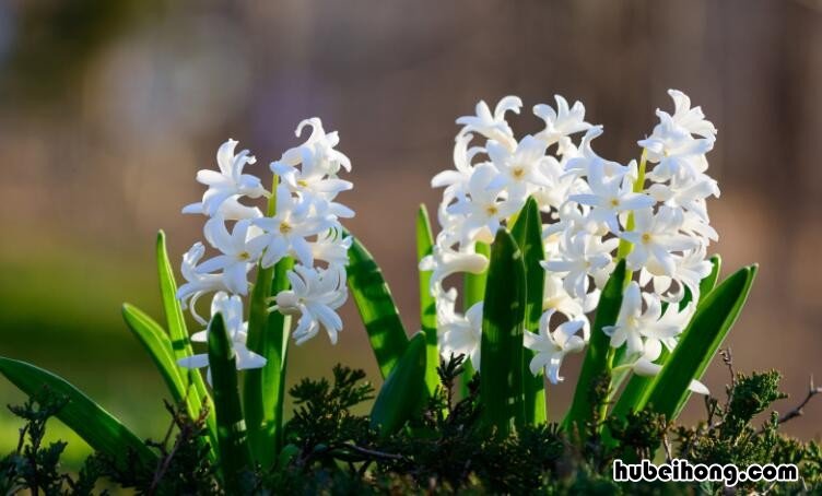 白色风信子的花语是什么 白色风信子寓意