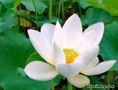 白莲花是什么意思 骂人绿茶的话不带脏字