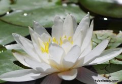 白莲花词语来源是什么 白莲花一词是怎么来的