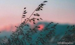 白驹过隙是什么意思 如白驹过隙的读音