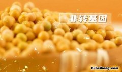 非转基因什么意思 大豆油非转基因和转基因哪个好