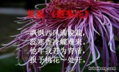 飒飒西风满院栽下一句是什么 飒飒西风满院栽蕊寒香冷蝶难来诗意