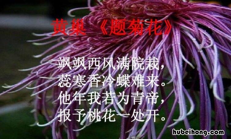 飒飒西风满院栽下一句是什么 飒飒西风满院栽蕊寒香冷蝶难来诗意