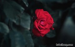 红色代表什么含义 姓名红色代表什么含义
