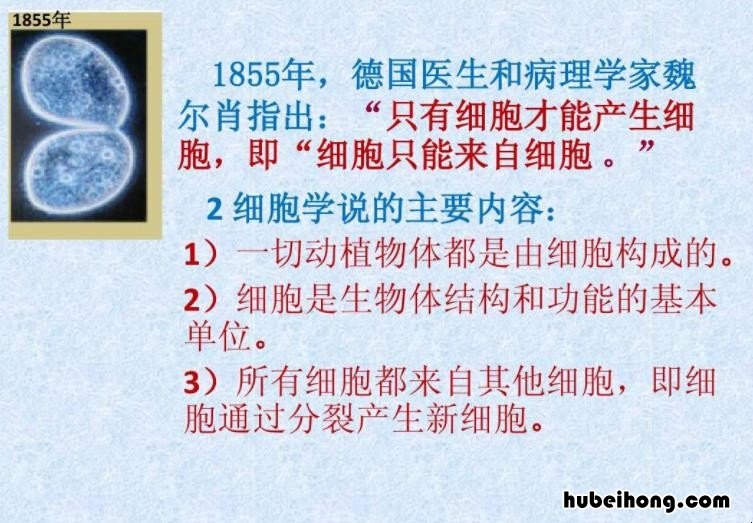 细胞学说的内容是什么 细胞学说的内容是什么3条