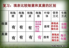 细菌和真菌的区别是什么 细菌和真菌有什么区别图片