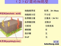 细菌细胞壁的主要成分是什么 细菌细胞壁的主要成分是