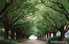 绿树成荫的意思是什么 绿树成荫是表示什么季节的词语