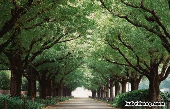 绿树成荫的意思是什么 绿树成荫是表示什么季节的词语