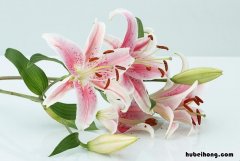 香水百合花语是什么 香水百合花品种和名称配图