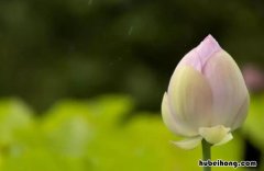 胆欲大而心欲细的欲是什么意思 胆欲大而心欲细中的欲字是什么意思