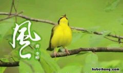 能开二月花全诗是什么 能开二月花的上一句是什么么季节