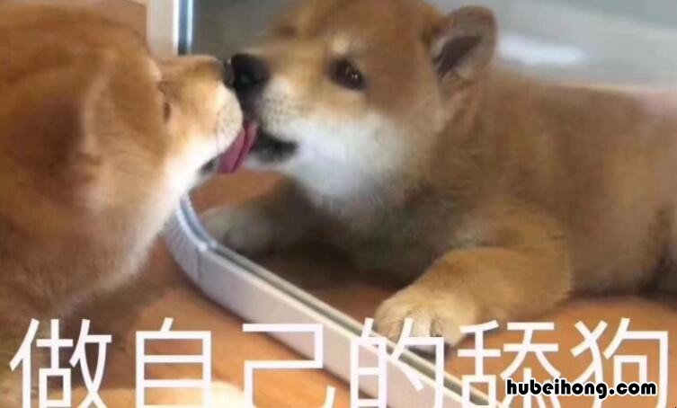 舔狗是什么意思 别人说舔狗是什么意思