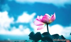 莲之爱同予者何人翻译是什么 莲之爱同予者何人怎么理解