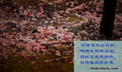 落红不是无情物下一句是什么 落红不是无情物下一句是什么出自谁的以亥杂