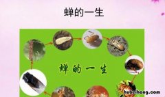 蝉的一生告诉我们什么道理 《蝉》中蝉的一生