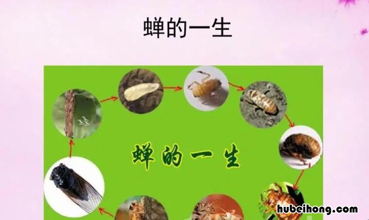 蝉的一生告诉我们什么道理 《蝉》中蝉的一生