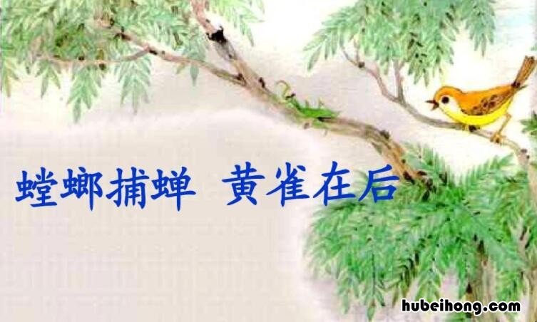 螳螂捕蝉黄雀在后意思是什么 螳螂捕蝉黄雀在后