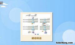 被动转运有哪些类型 被动转运的概念及特征