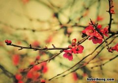 赞美梅花的品格的句子有哪些 赞美梅花品格的诗句和名言