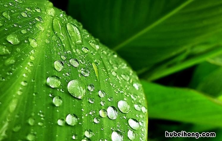 雨打芭蕉意象解释是什么 雨打芭蕉是什么代表作